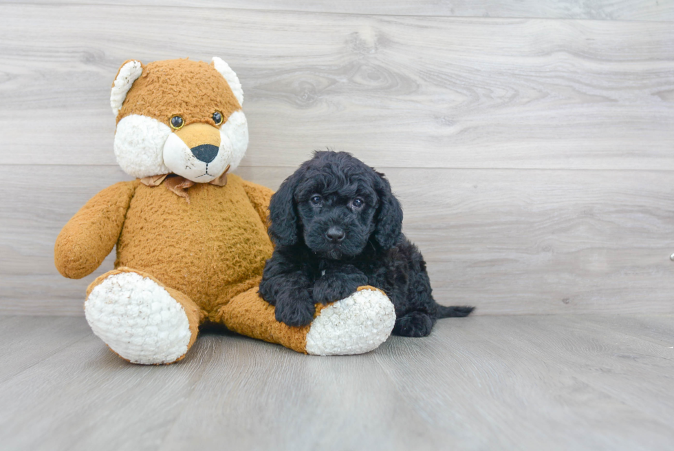 Adorable Sheep Dog Poodle Mix Puppy