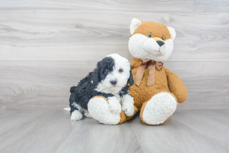 Energetic Sheep Dog Poodle Mix Puppy