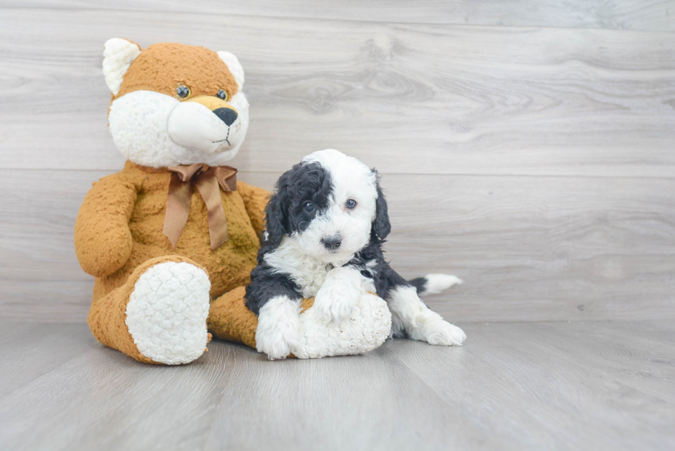 Funny Mini Sheepadoodle Poodle Mix Pup