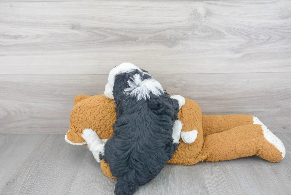 Mini Sheepadoodle Puppy for Adoption