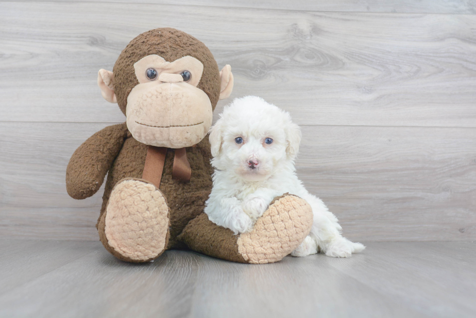 Playful Sheep Dog Poodle Mix Puppy