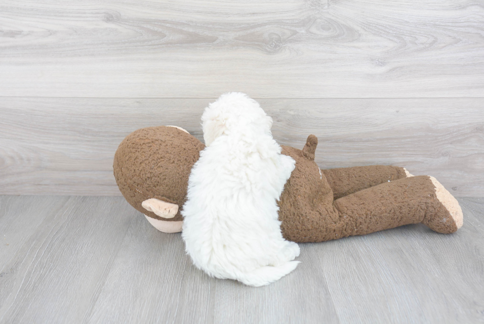 Mini Sheepadoodle Pup Being Cute