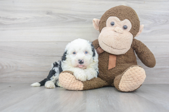 Playful Sheep Dog Poodle Mix Puppy