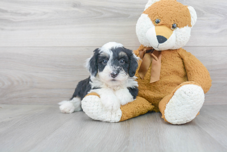 Mini Sheepadoodle Puppy for Adoption