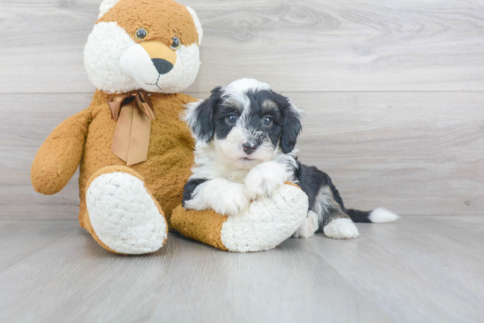 Energetic Sheep Dog Poodle Mix Puppy