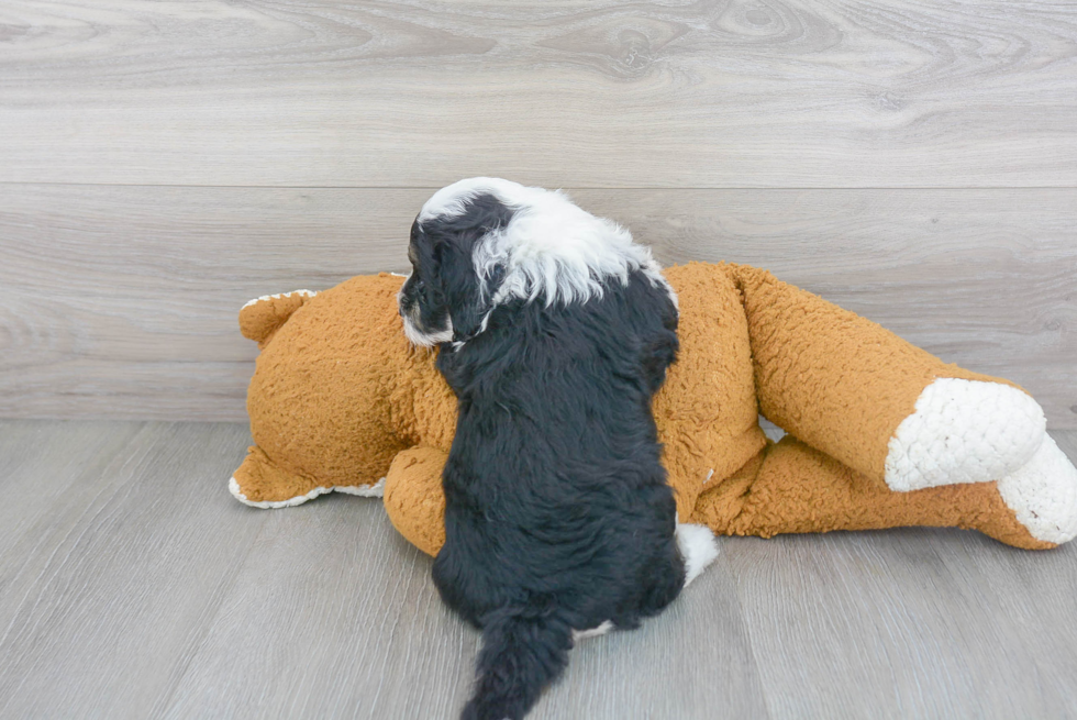 Happy Mini Sheepadoodle Baby