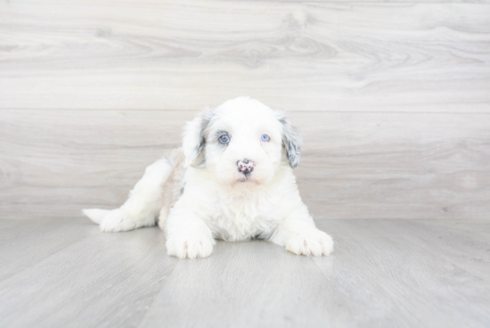 Best Mini Sheepadoodle Baby