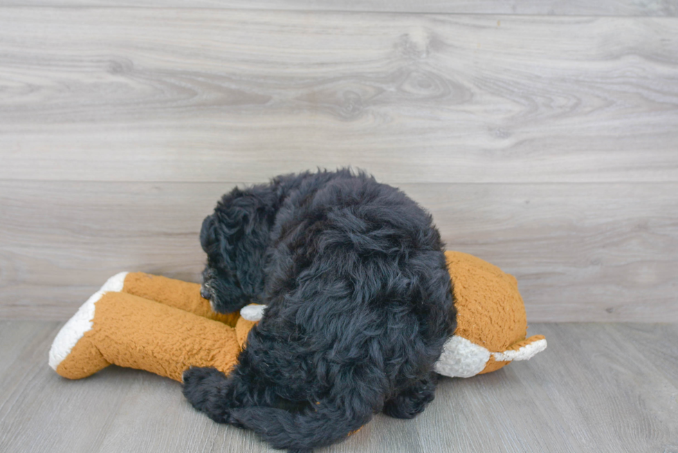 Mini Sheepadoodle Puppy for Adoption