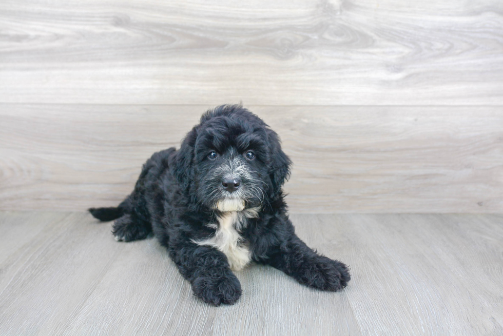 Popular Mini Sheepadoodle Poodle Mix Pup