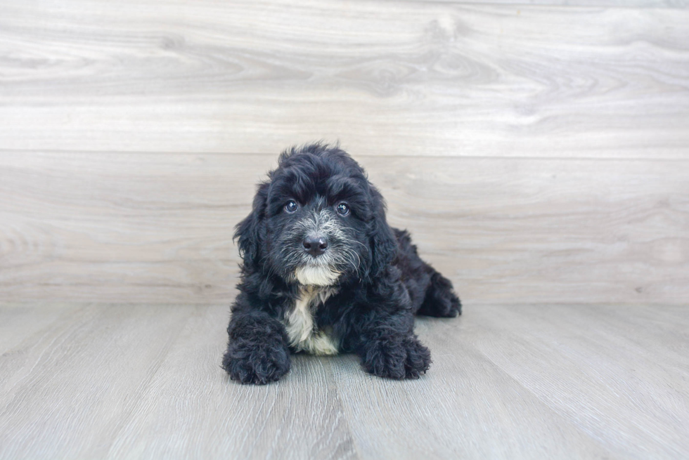 Mini Sheepadoodle Pup Being Cute