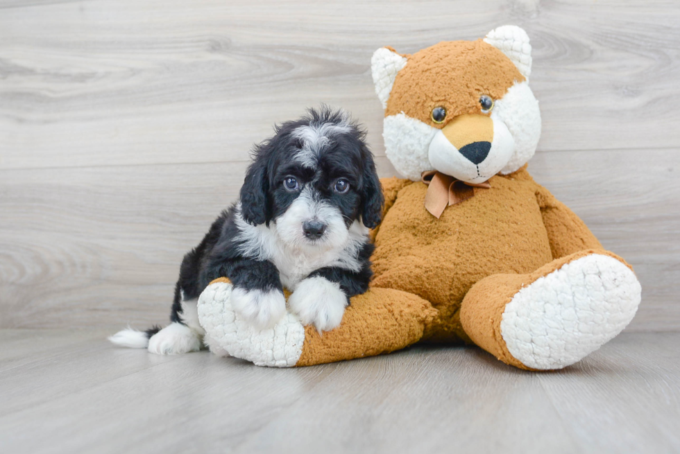 Fluffy Mini Sheepadoodle Poodle Mix Pup