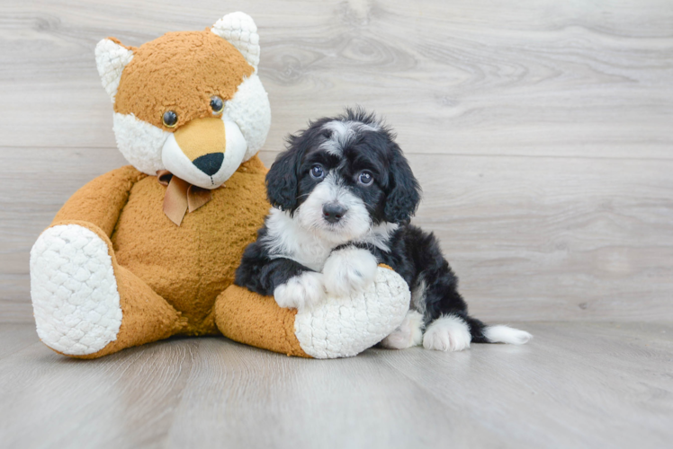 Best Mini Sheepadoodle Baby