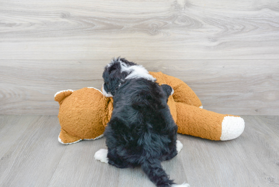 Energetic Sheep Dog Poodle Mix Puppy
