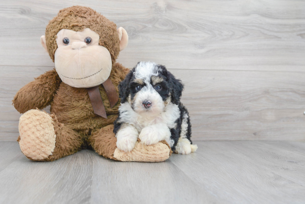 Mini Sheepadoodle Pup Being Cute