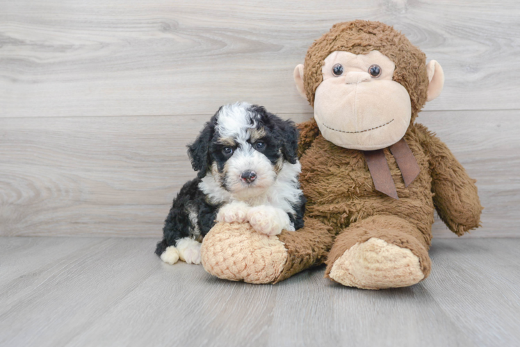 Cute Mini Sheepadoodle Baby