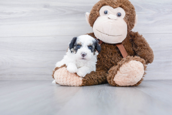 Hypoallergenic Sheep Dog Poodle Mix Puppy