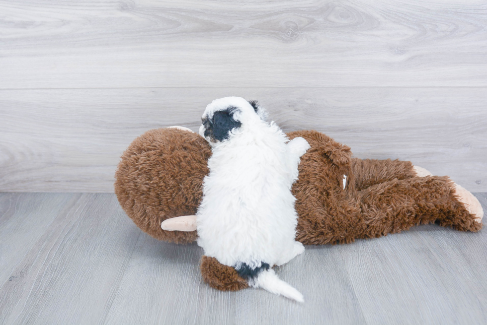 Mini Sheepadoodle Puppy for Adoption