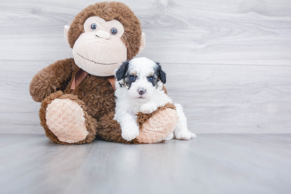 Friendly Mini Sheepadoodle Baby