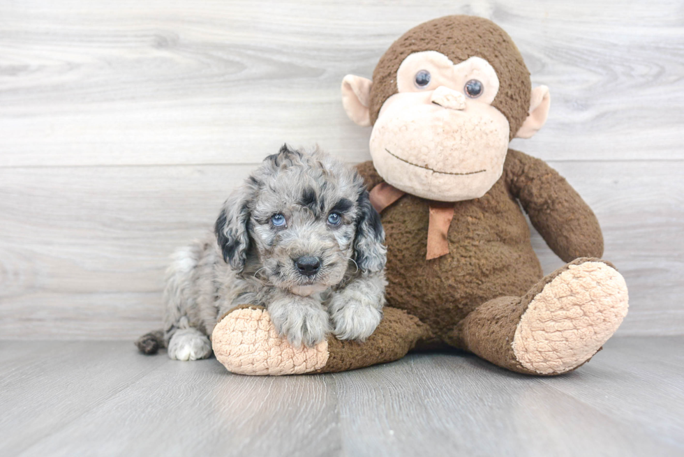 Mini Sheepadoodle Pup Being Cute