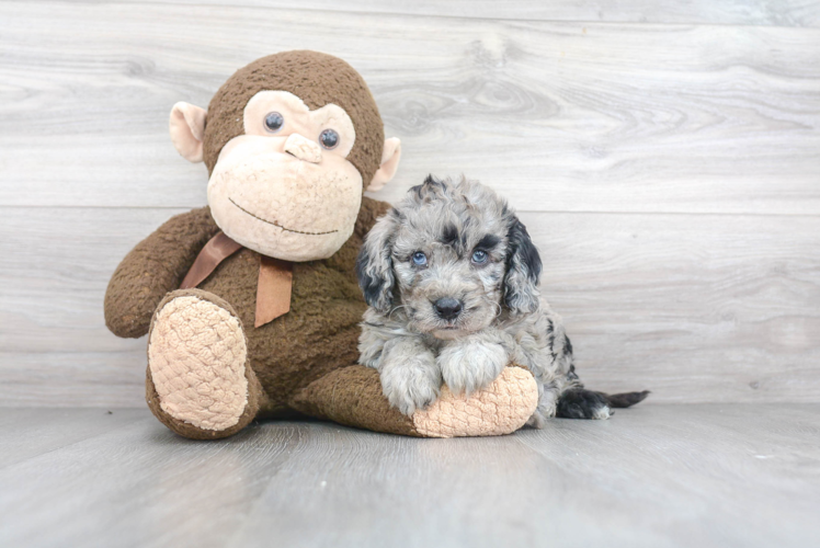 Cute Mini Sheepadoodle Baby