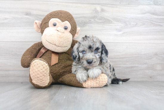 Cute Mini Sheepadoodle Baby