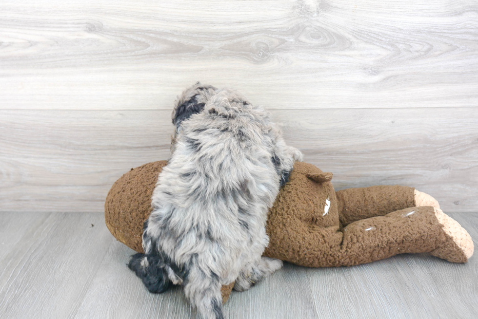 Sweet Mini Sheepadoodle Baby