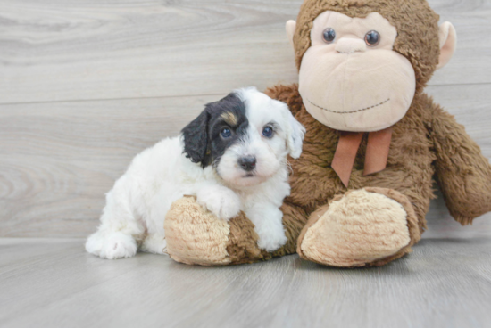 Adorable Sheep Dog Poodle Mix Puppy