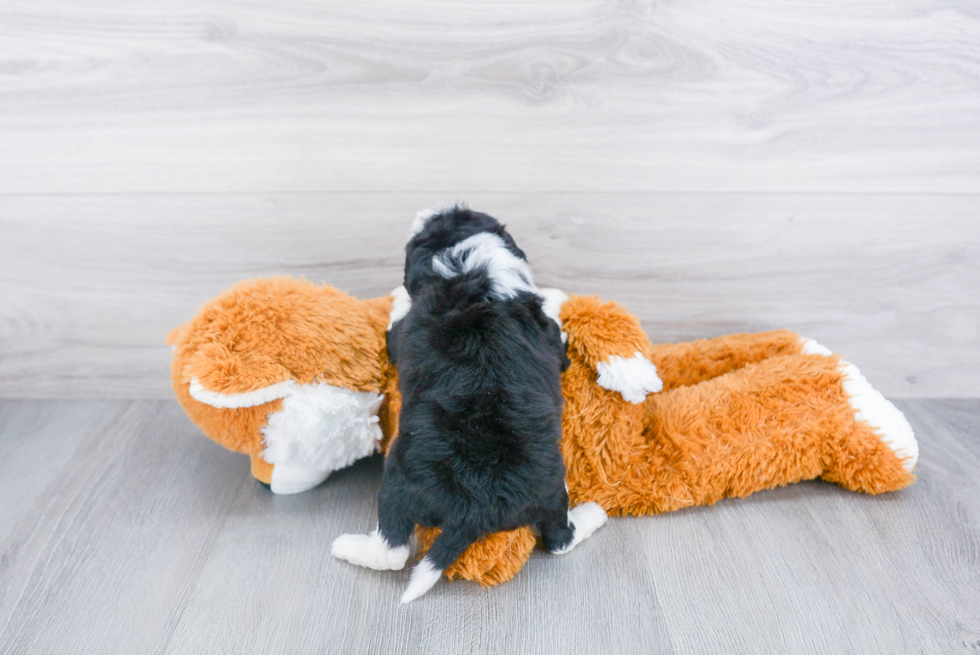 Smart Mini Sheepadoodle Poodle Mix Pup