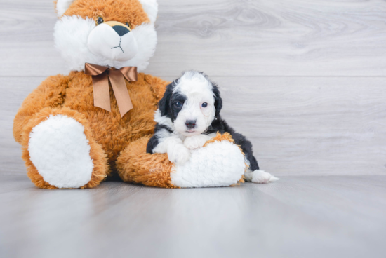 Popular Mini Sheepadoodle Poodle Mix Pup