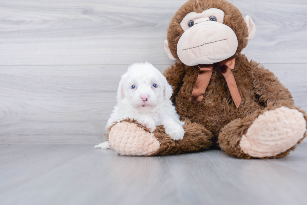 Mini Sheepadoodle Pup Being Cute