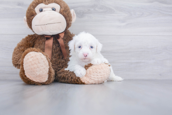 Mini Sheepadoodle Puppy for Adoption