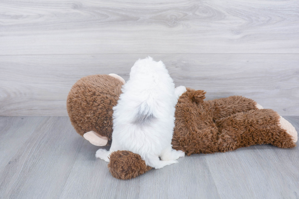 Mini Sheepadoodle Pup Being Cute