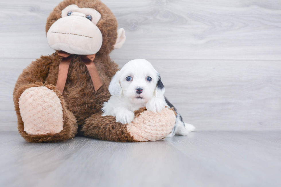 Mini Sheepadoodle Pup Being Cute