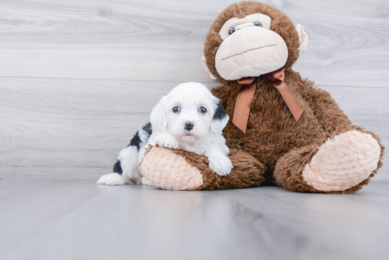 Small Mini Sheepadoodle Baby