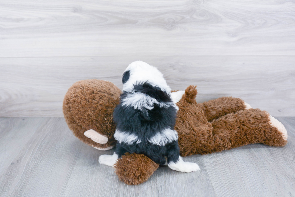 Smart Mini Sheepadoodle Poodle Mix Pup