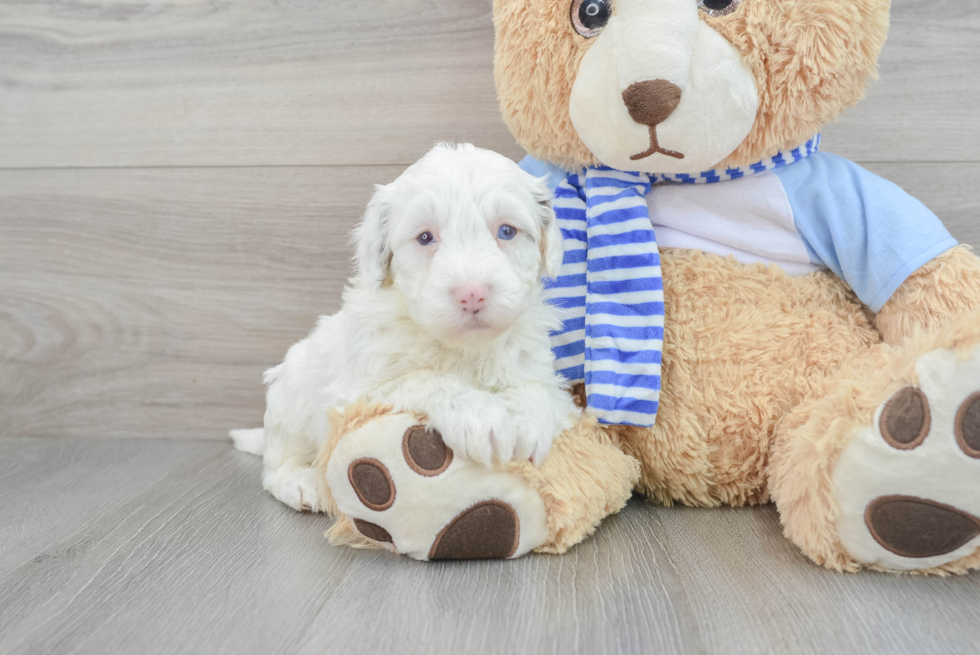 Smart Mini Sheepadoodle Poodle Mix Pup