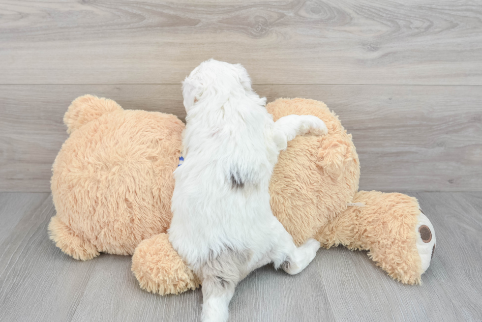 Mini Sheepadoodle Pup Being Cute