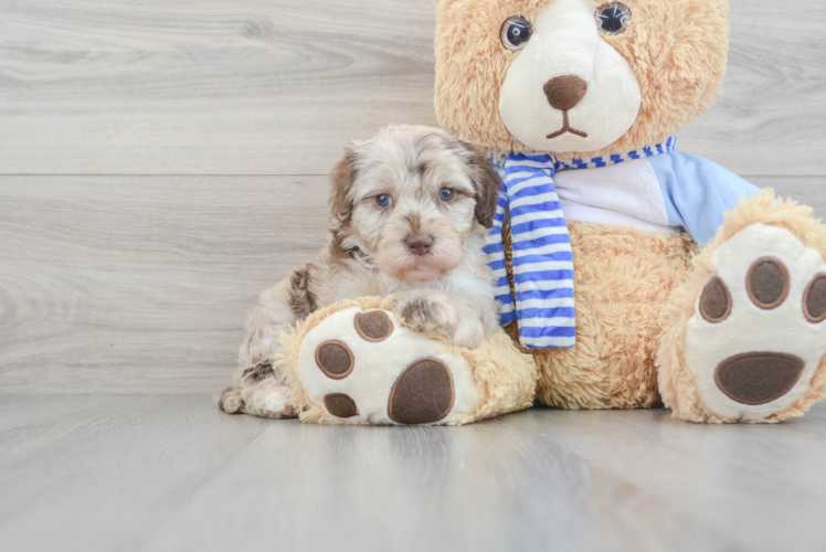 Sweet Mini Sheepadoodle Baby