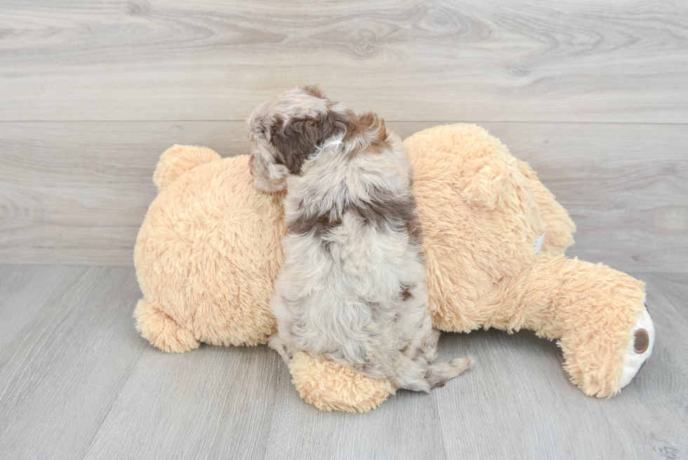 Hypoallergenic Sheep Dog Poodle Mix Puppy