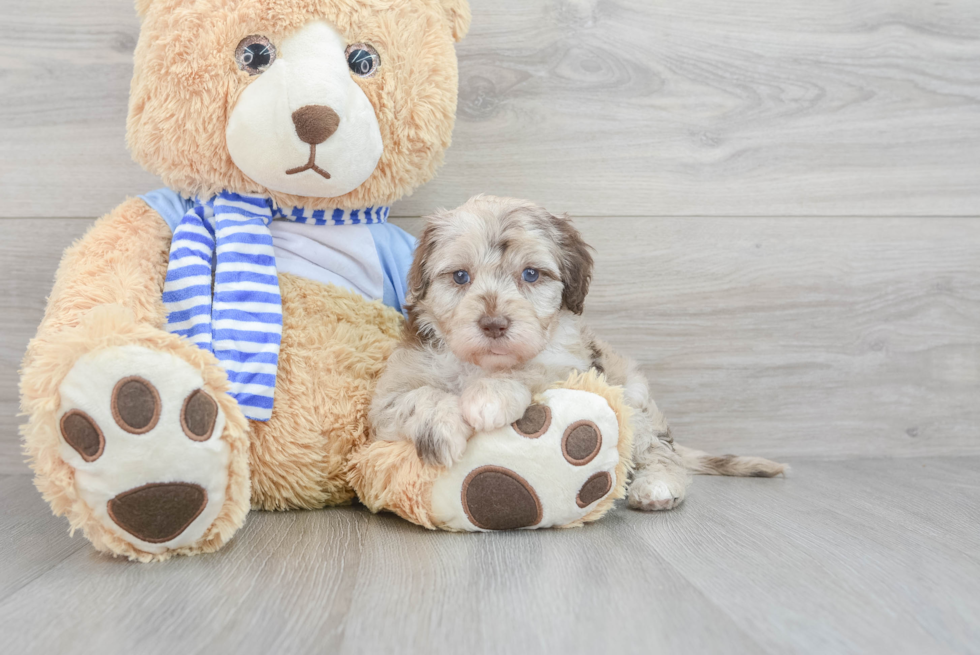 Mini Sheepadoodle Pup Being Cute