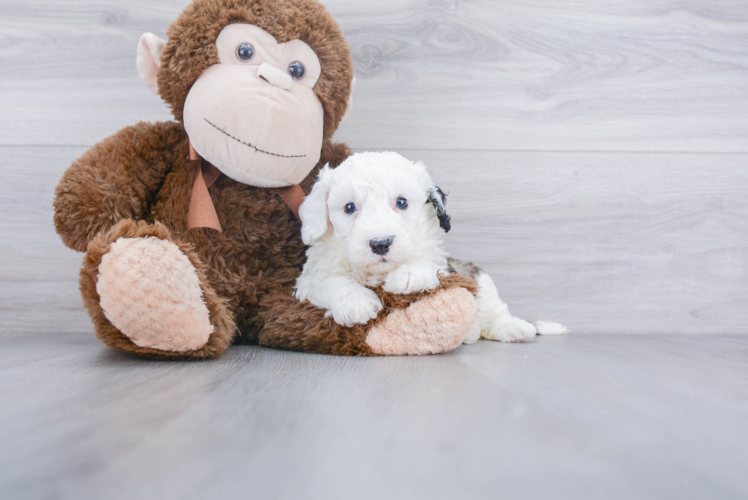 Best Mini Sheepadoodle Baby