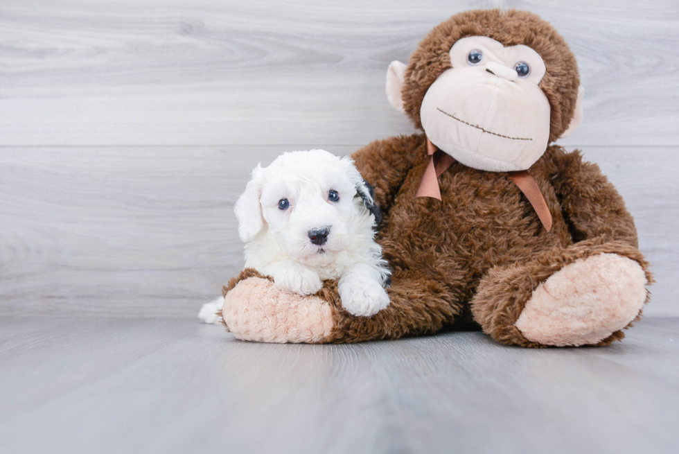 Happy Mini Sheepadoodle Baby