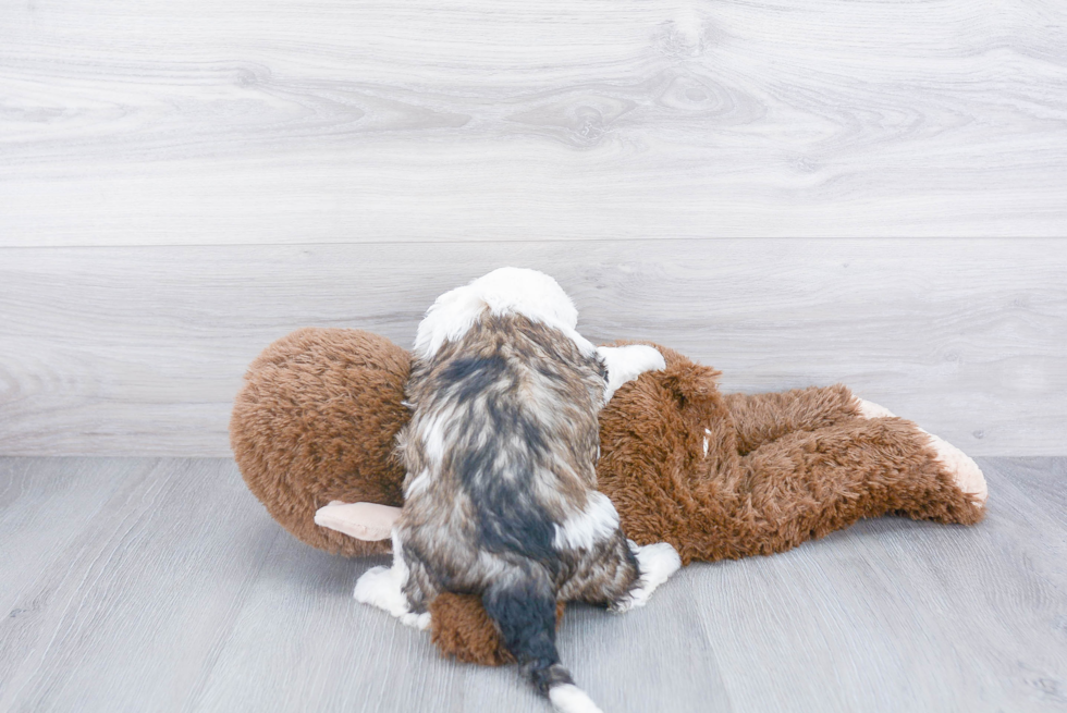 Happy Mini Sheepadoodle Baby