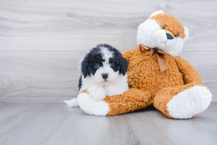 Mini Sheepadoodle Puppy for Adoption