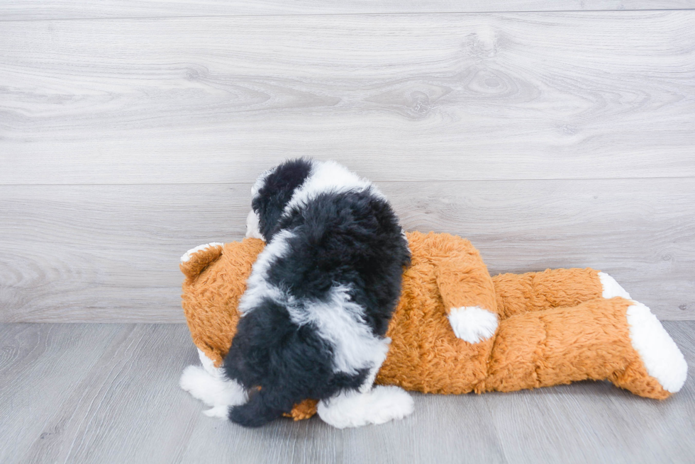 Mini Sheepadoodle Pup Being Cute