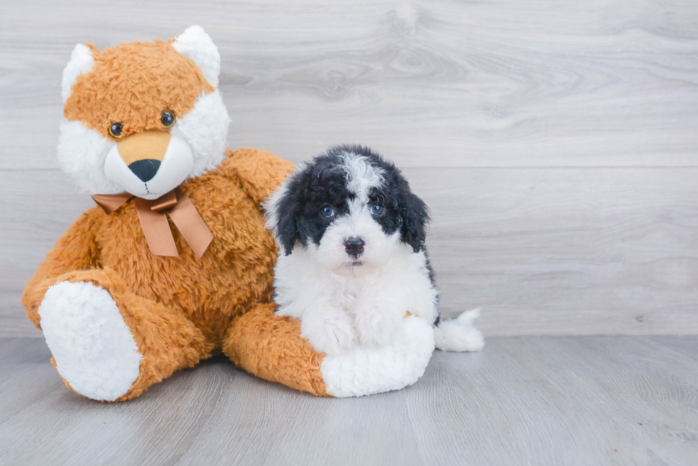 Mini Sheepadoodle Pup Being Cute