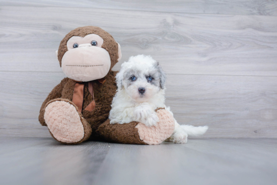 Mini Sheepadoodle Puppy for Adoption