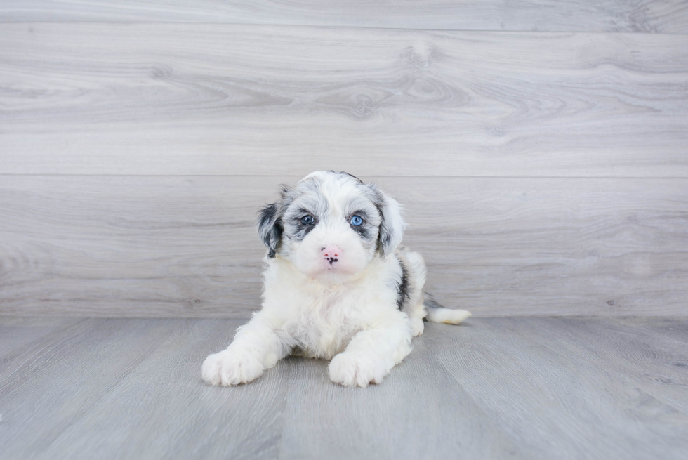 Mini Sheepadoodle Pup Being Cute