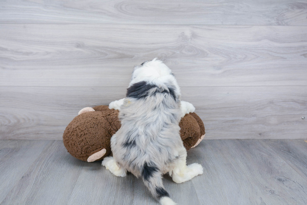 Mini Sheepadoodle Pup Being Cute