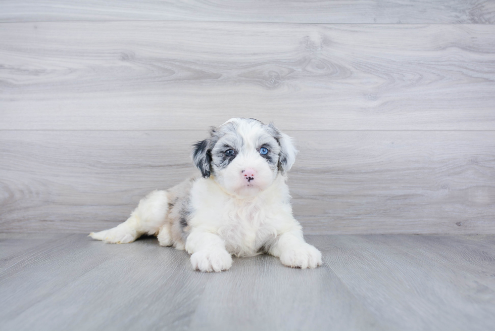 Mini Sheepadoodle Pup Being Cute